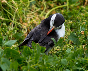 Puffin at nesting site on the Farne Islands, Northumberland, England, UK.