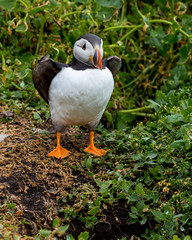 Puffin, sea bird, at burrow, at nesting site on the Farne Islands, Northumberland, England, UK.