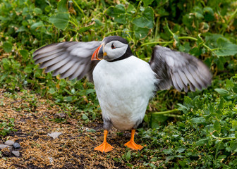 Puffin at nesting site on the Farne Islands, Northumberland, England, UK.