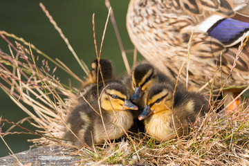 Cute duck chicks