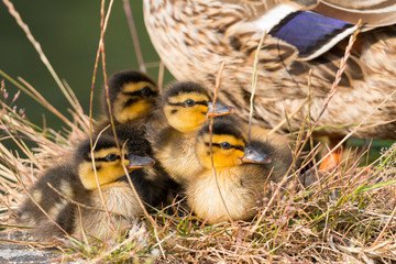 Cute duck chicks