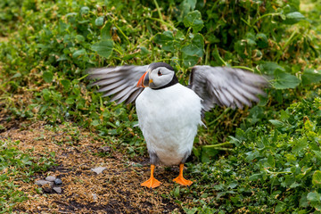 Puffin at nesting site on the Farne Islands, Northumberland, England, UK.