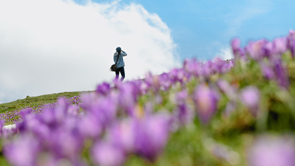 Woman is taking pictures of beautiful blooming of saffron crocus flower at Velika planina in the heart of the Kamnik Alps