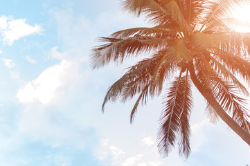 Palm trees and sky in the bright tropical sun