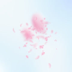 Sakura petals falling down. Romantic pink flowers explosion. Flying petals on blue sky square background. 