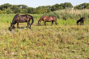 Horses enjoing in the lake, drinking water and eating grass, at snimal shelter.