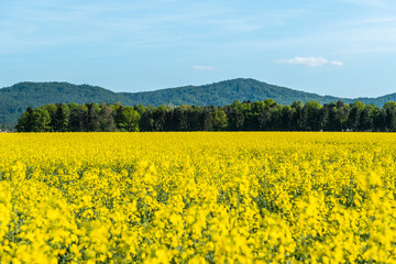 Beautiful blooming of rapeseed field at Kamnik, Slovenia