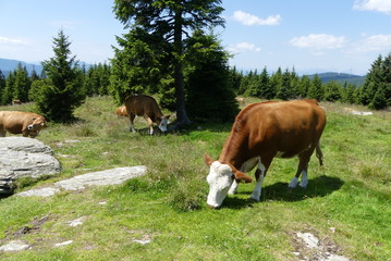 Obraz premium Kalb auf der Bergwiese