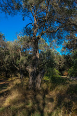 Fototapeta na wymiar Im märchenhaften Olivenhain auf Korfu