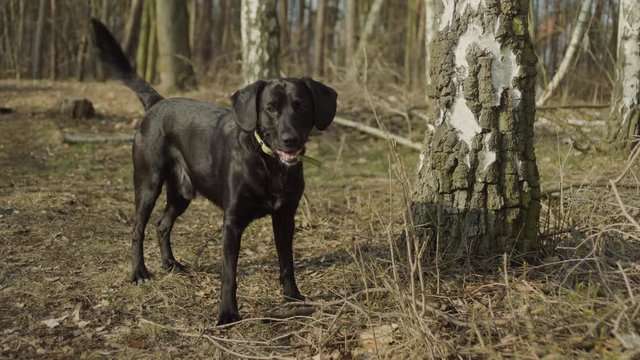 A black labrador wagging it's tail standing in the forest on a sunny day.
