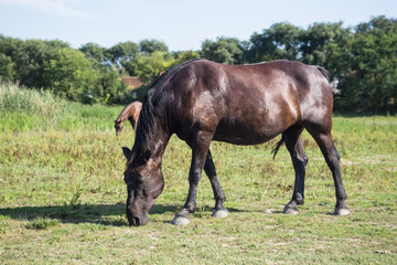 Fototapeta premium Horses grazing on the meadow at animal shelter.
