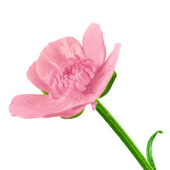 wild flower pink buttercup, isolated on a white  background. Close-up. Element of design. Flower bud on a green stem.