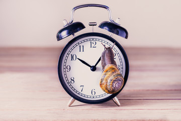 snail on an old alarm clock