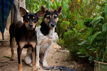 Domestic dog close up.