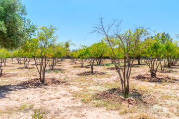 Fototapeta premium Trees at Agdal Ba Hmad Park.