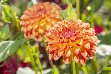 Orange-rote Dahlien. Im Hintergrund eine rote Dahlie 