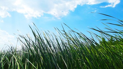 Reed on the blue sky background.Rest on river.