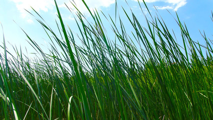 Reed on the blue sky background.Rest on river.