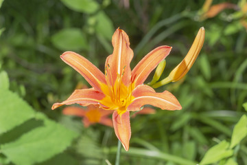 blühende orange rote Lilie. Im Hintergrund sind Lilienknospen zu sehen	￼