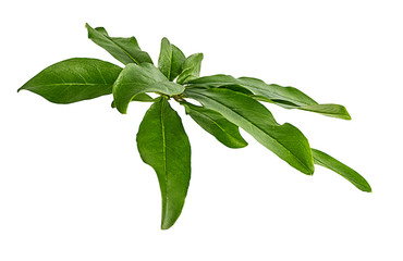 Citrus leaf isolated on white background with clipping path