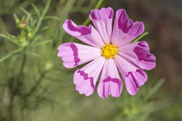 Obraz premium Rosa Cosmea voll aufgeblüht mit trichterförmigen Blättern