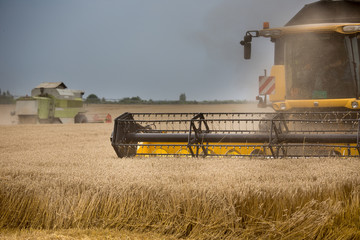 Combine harvesters working in wheat field