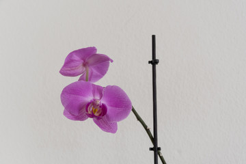 Pinke Orchideen