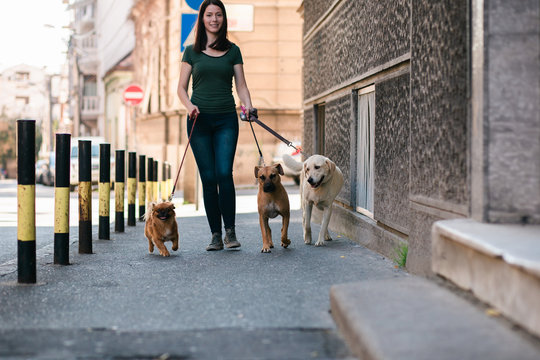 Dog walker enjoying with dogs while walking outdoors.