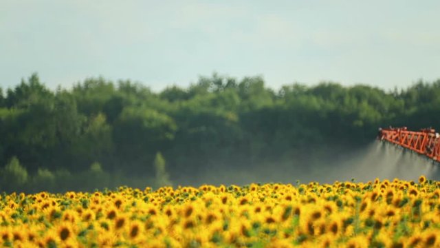 The tractor sprinkles field with a sunflower. The sprayer processes the pesticide plantation helianthus plantation, close up.
