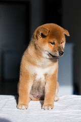 Profile Portrait of lovely Shiba Inu puppy on a dark background