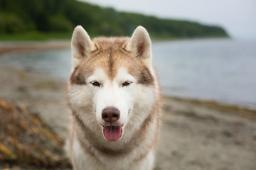 Close-up portrait of Siberian husky dog on the sea shore on cloudy day in summer