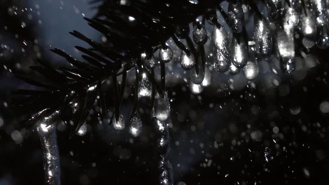 Super macro shot of glittering frozen icicles shining like stars on fir branches under heavy rain against dark conifer background. Extreme slow motion. Vivid scene of wet forest with water droplets