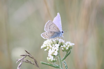 Buttefly