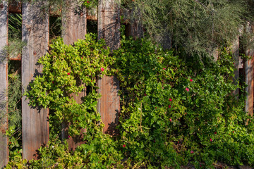 Fototapeta premium old overgrown hedge
