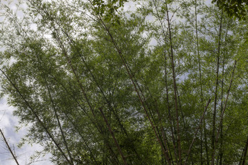 Bamboo forest in thailand.