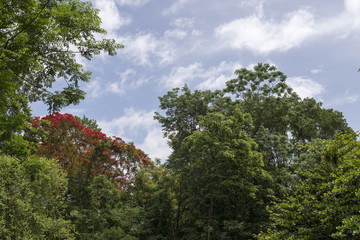 big tree and blue sky