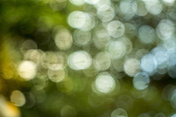 Obraz premium abstract blur green color for background