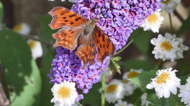 papillon : le robert le diable ou comma                 en macro 4k