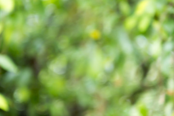 abstract blur green color for background