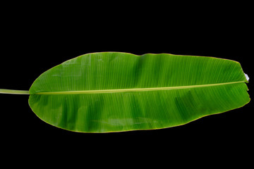Green banana leaves on black surface,Clipping path.