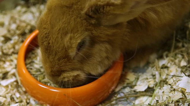 Closeup view of cute brown rabbit eating food. 