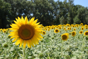 Tournesols