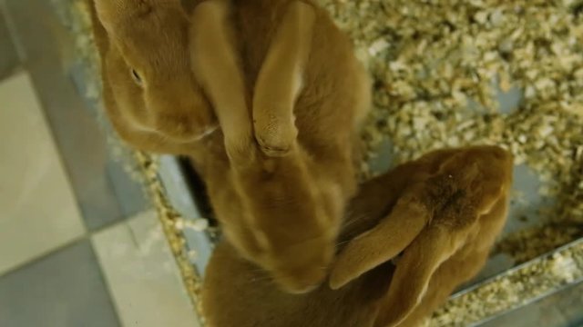 Closeup view of several cute brown rabbits eating food. 