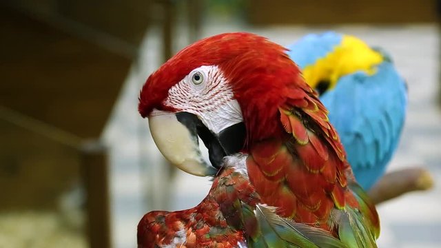 Closeup portrait of two beautiful colorful bright parrots.