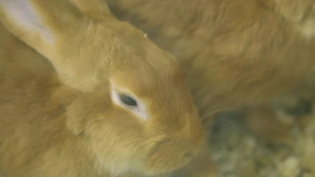 Closeup view of cute brown rabbit eating food. Video shoot through glass of cage.