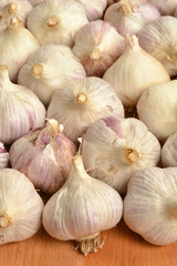 Garlic
