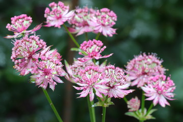 Sterndolde in Pink Makro Astrantia major