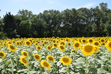 Obraz premium Tournesols