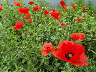 Summer flowers: blooming red poppy on a green leaf background