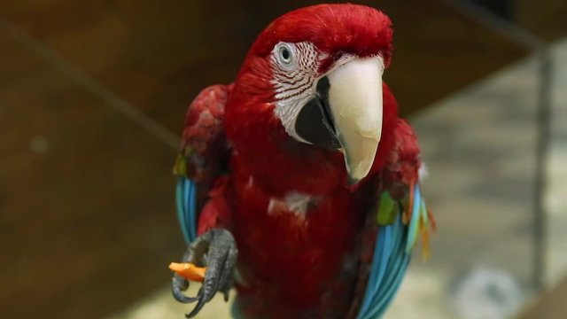 Closeup portrait of two beautiful colorful bright parrots.